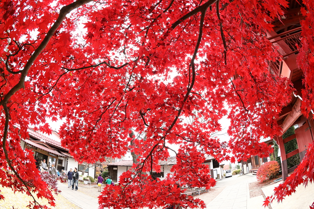 茅野市長円寺の紅葉から 5