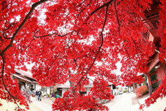 茅野市長円寺の紅葉から 5