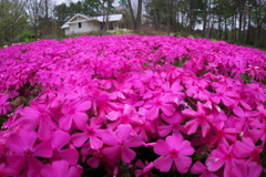 桃色花園