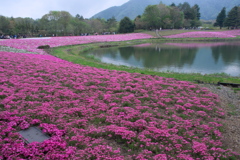 2019 富士芝桜まつりにて (8)
