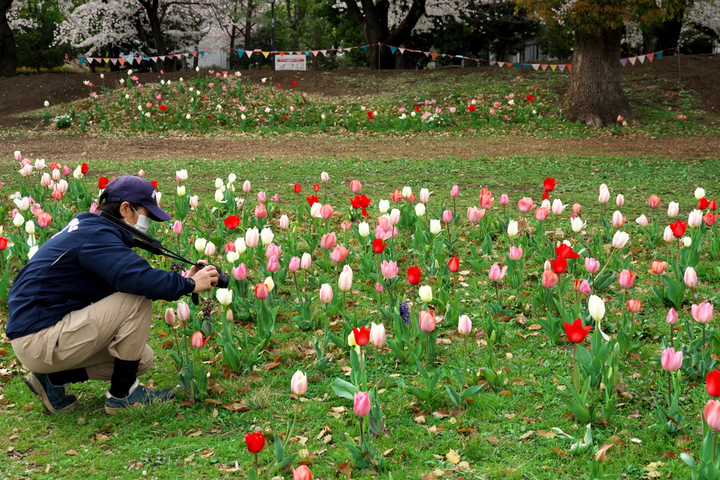 公園のチューリップの咲き具合を撮る人を撮る