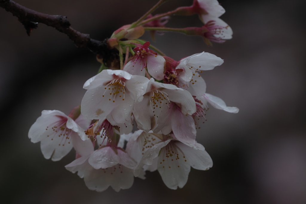 雨残桜