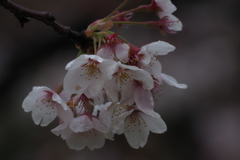 雨残桜