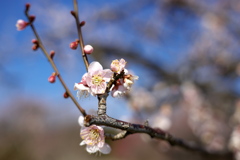 秋間梅林・観梅公園にて (9)