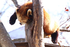 茶臼山動物園にて 2018 (1)