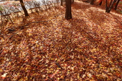 サヨナラ紅葉 (3)