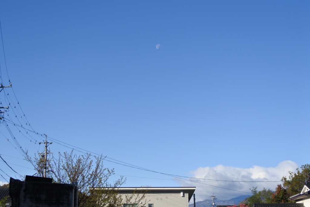 今朝は月が出ているよ♪