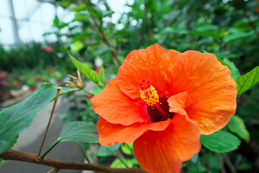 2019 碓氷川熱帯植物園 (6)