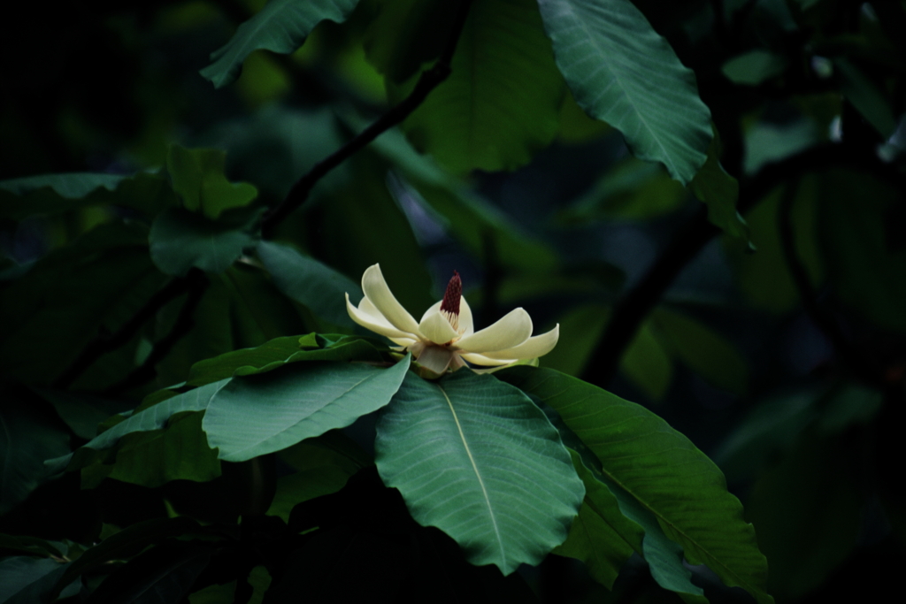 朴の花