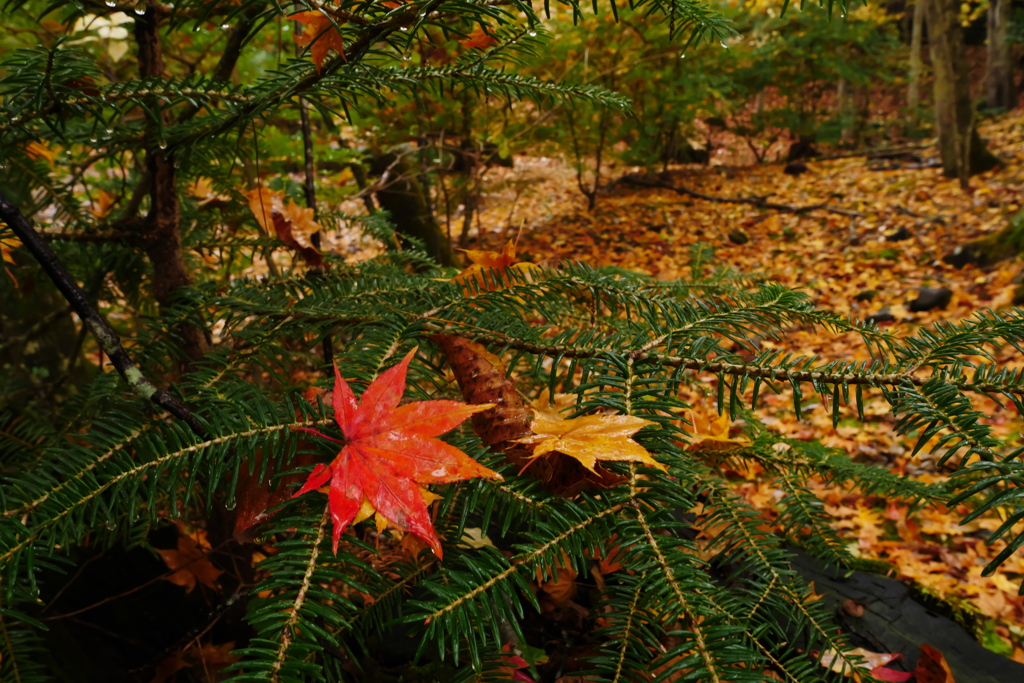 雨の日の紅葉狩り 7