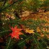 雨の日の紅葉狩り 7