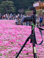 2019富士芝桜まつりにて 撮る人を撮る (3)