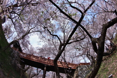 高遠城址公園にて  2018桜  (10)