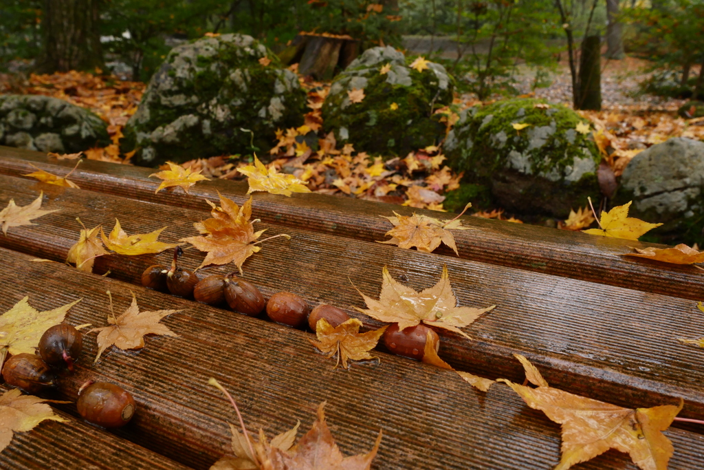 雨の日の紅葉狩り 5