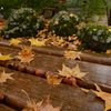 雨の日の紅葉狩り 5