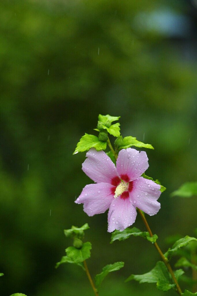 EOS D30の時 50