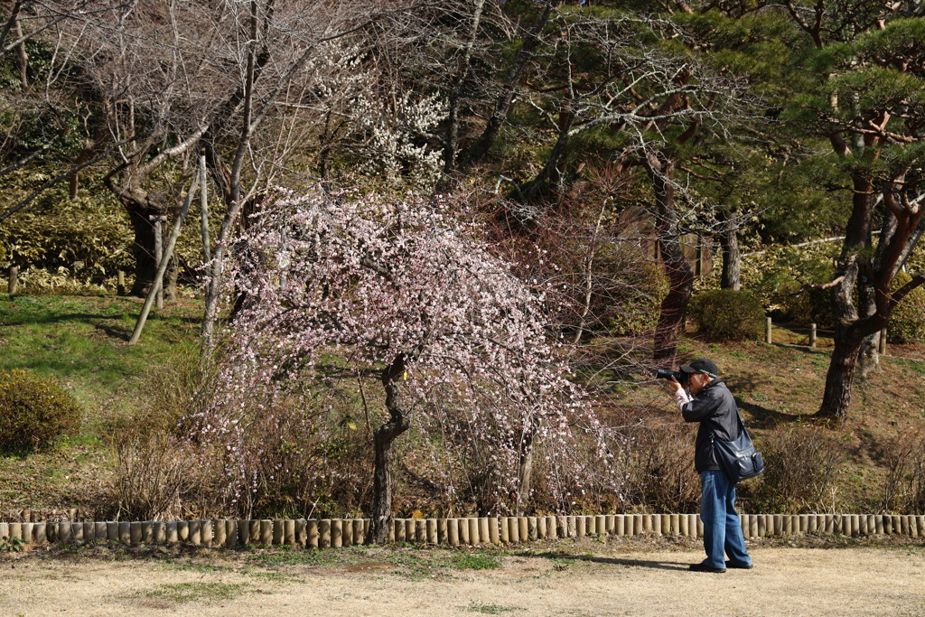 偕楽園の梅の花を撮る人を撮る