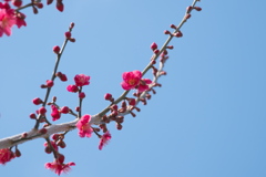 秋間梅林・観梅公園にて (12)