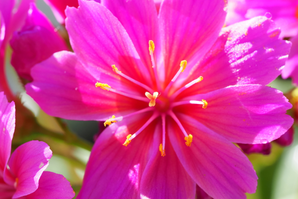 我が家の花2