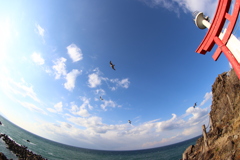 カモメが飛んでく