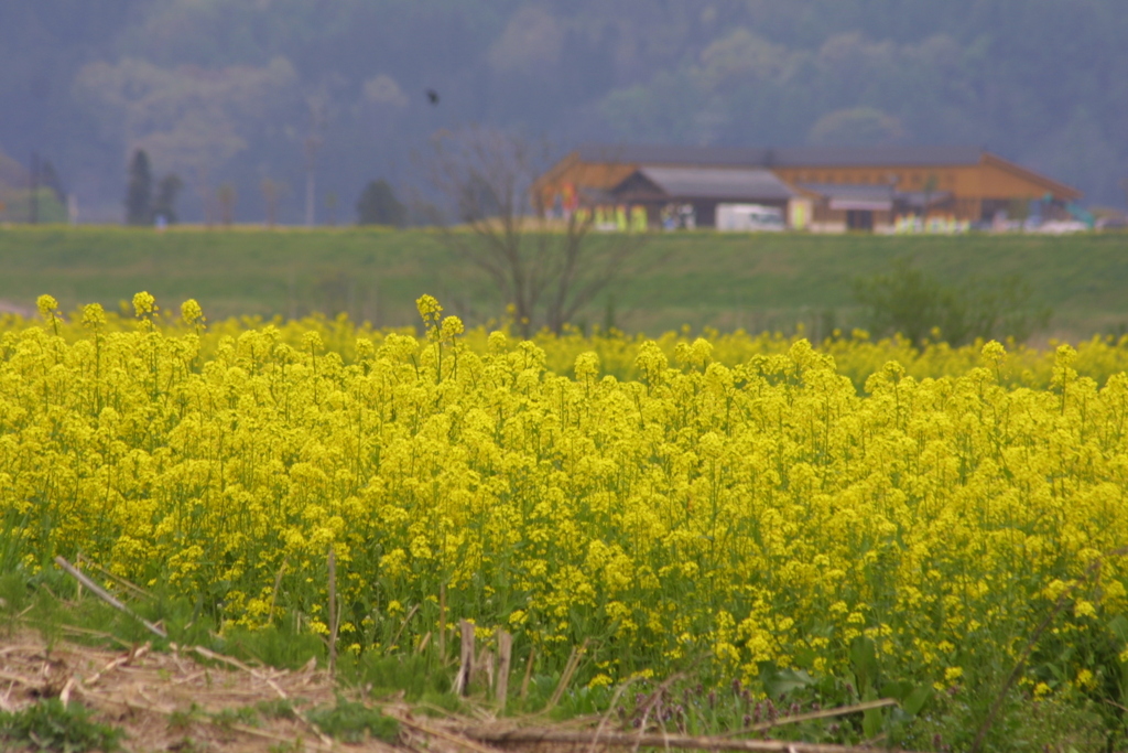 EOS D30の時 82