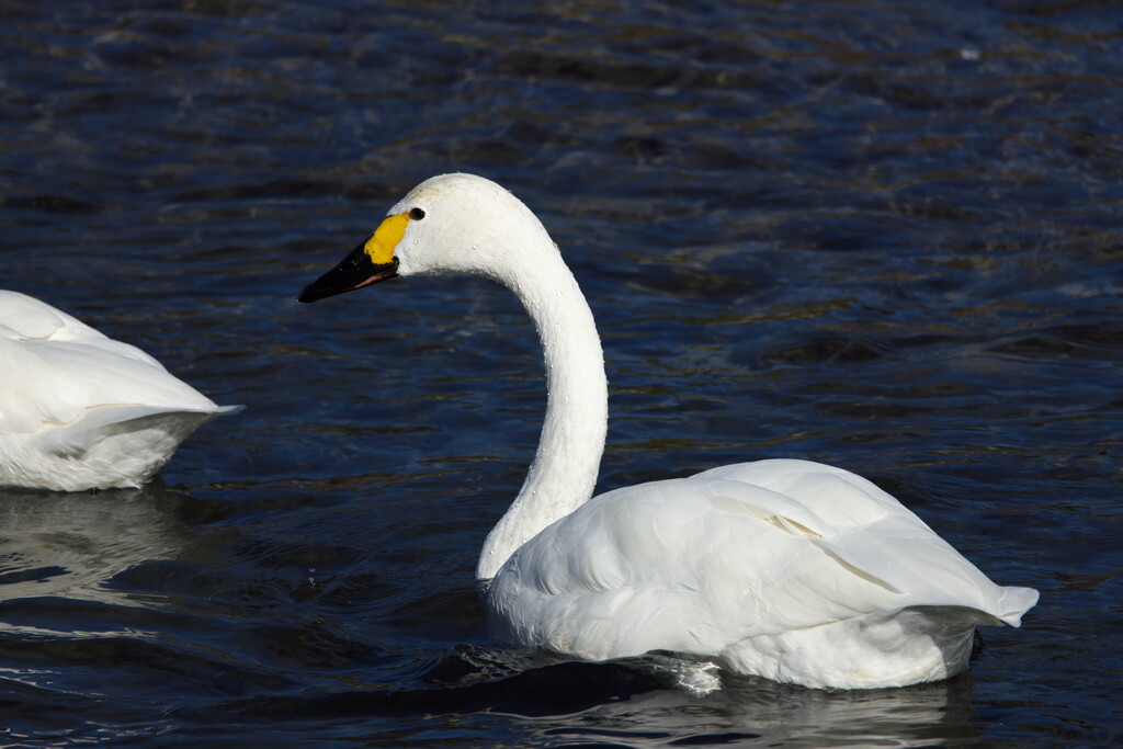 犀川白鳥湖の白鳥を撮ってみた (6)