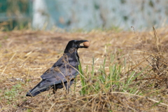 カラスの収穫の秋