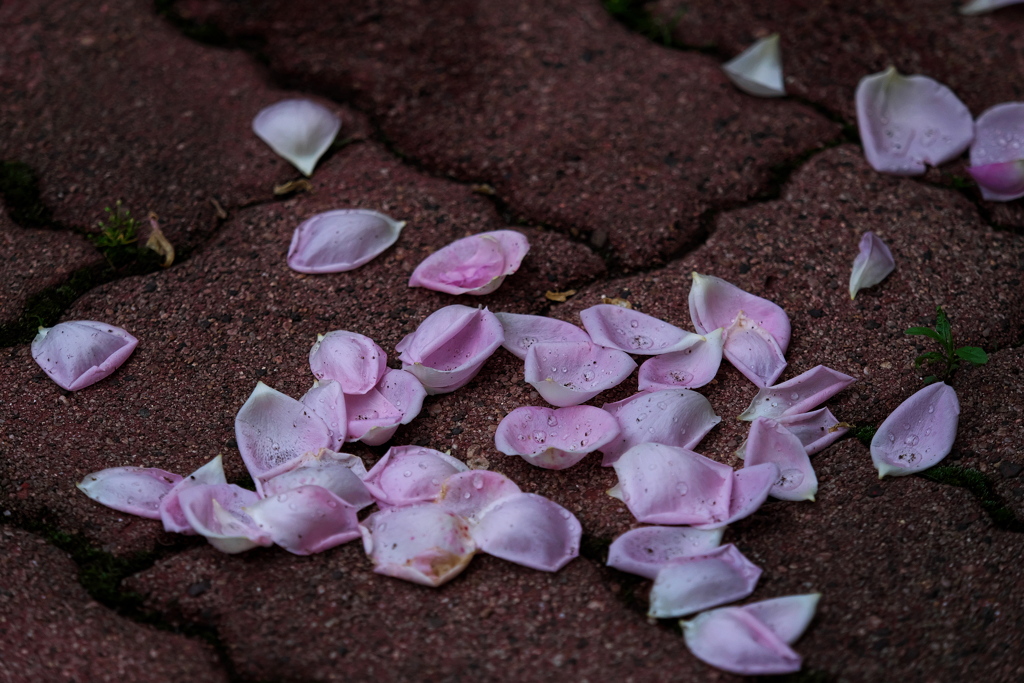 薔薇-終焉