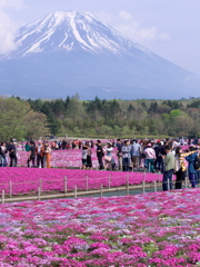 2019 富士芝桜まつりにて (4)