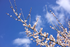 秋間梅林・観梅公園にて (10)