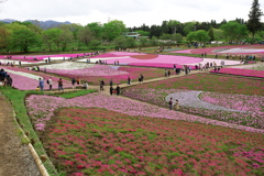 秩父 羊山公園にて 2019  (1)