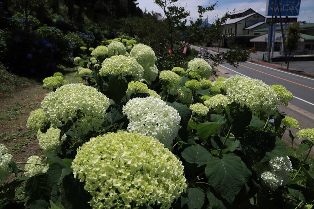 2018 下仁田あじさい園にて (4)