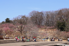武蔵丘陵森林公園にて 2018-3  (1)