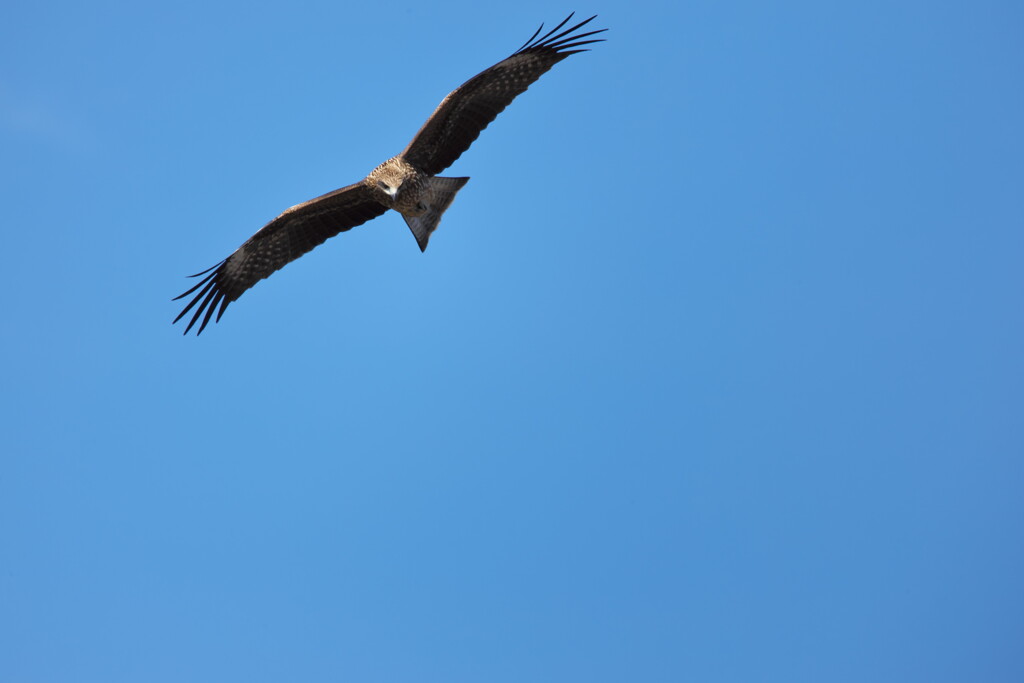 鳶・飛翔中