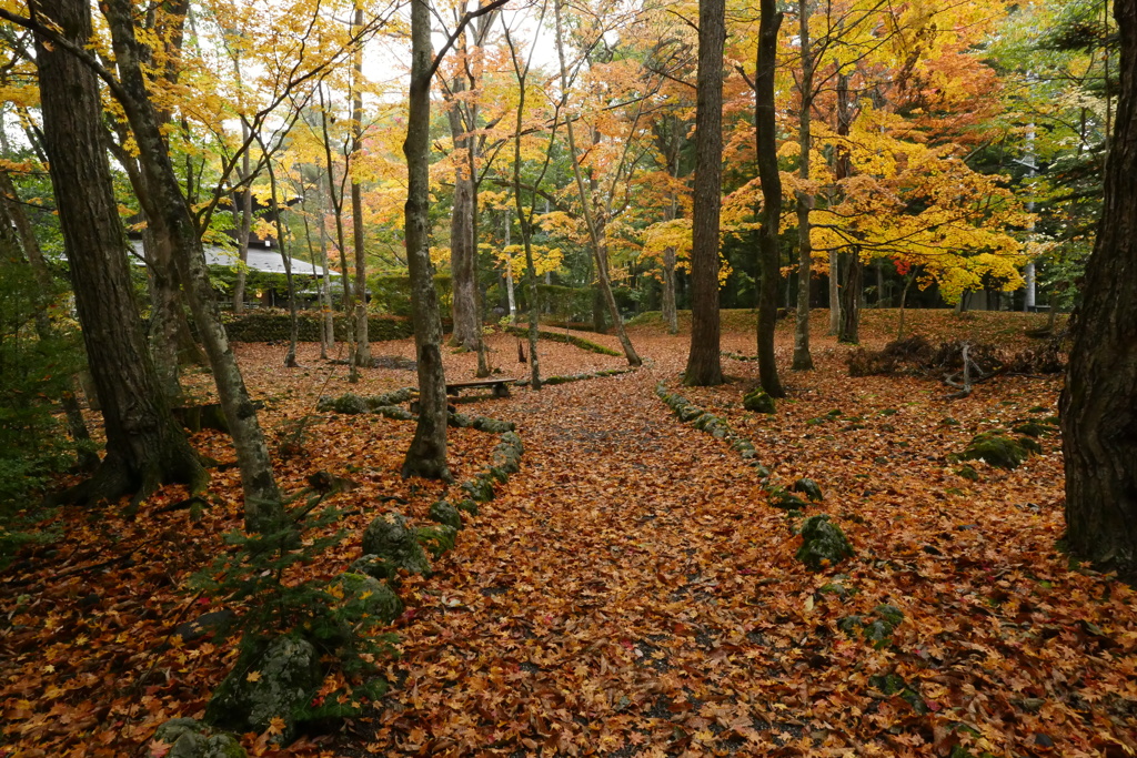 雨の日の紅葉狩り