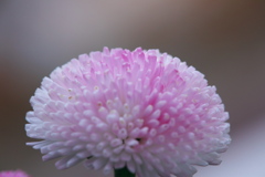 我が家の鉢植えより (2)