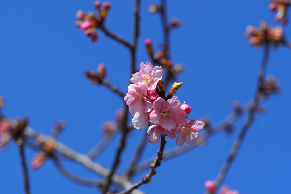 群馬 箕郷梅林にて (2) 河津桜