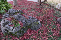 サヨナラ紅葉 (1)
