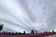 群馬 八王子山公園にて 2018  (9)