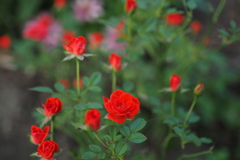 小さな薔薇