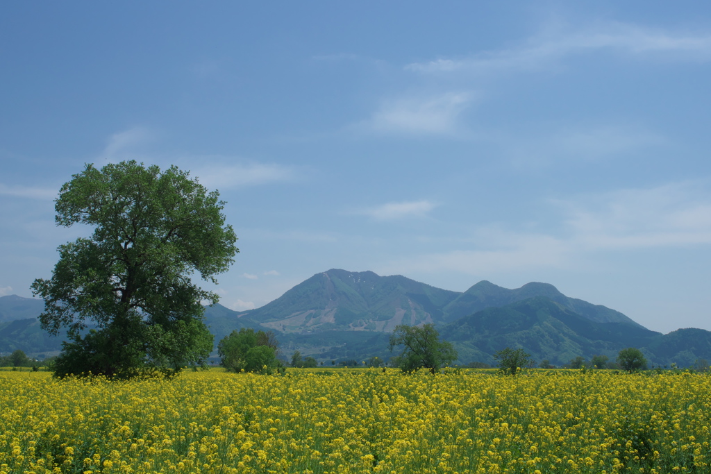 2019 飯山市 菜の花の季節 (3)