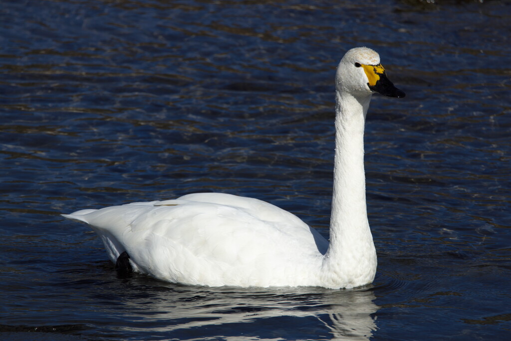 犀川白鳥湖の白鳥を撮ってみた (1)