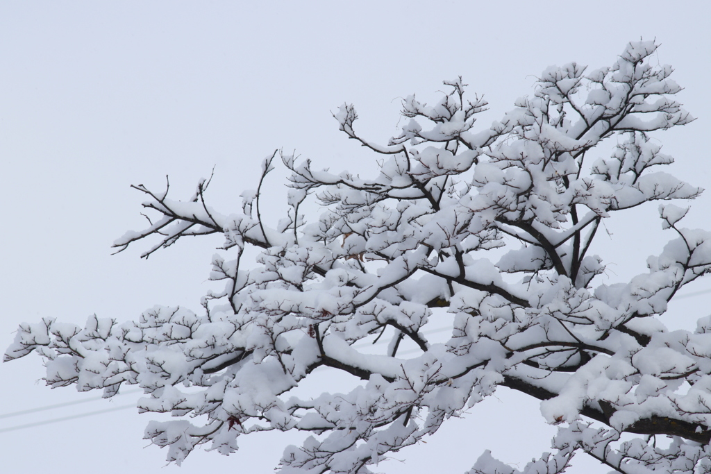 雪模様 2018 (1)