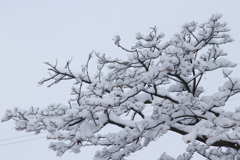 雪模様 2018 (1)