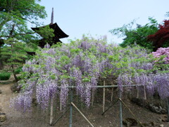 上田市 前山寺にて (10)