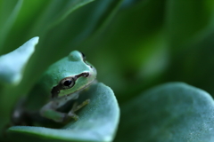 アマガエルの瞳