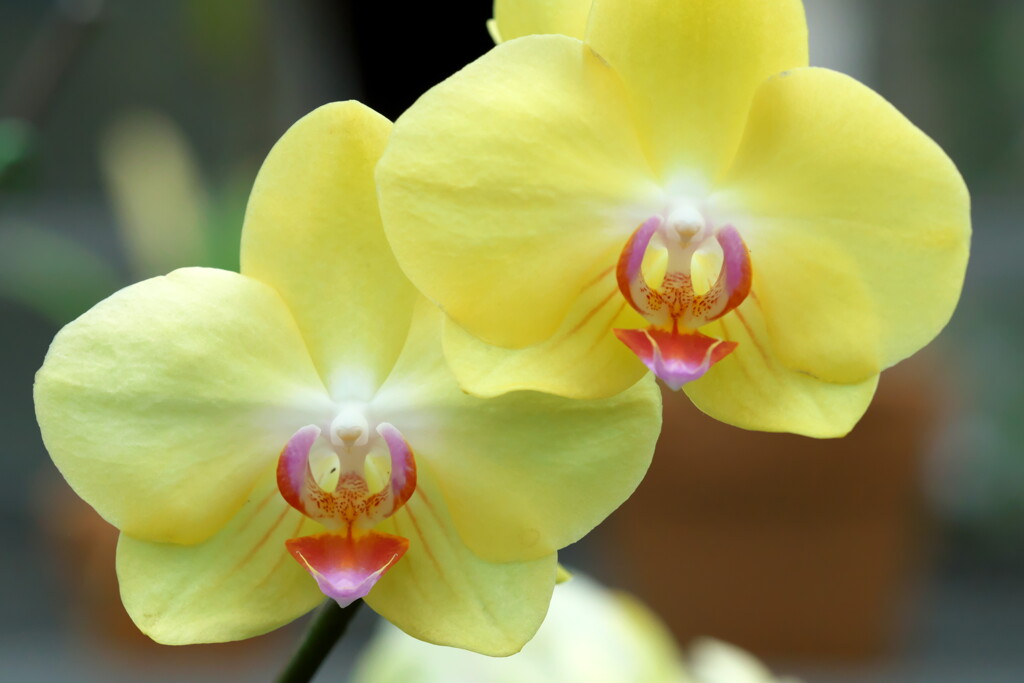 2019 碓氷川熱帯植物園 (9)