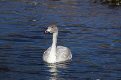 犀川白鳥湖の白鳥を撮ってみた (5)