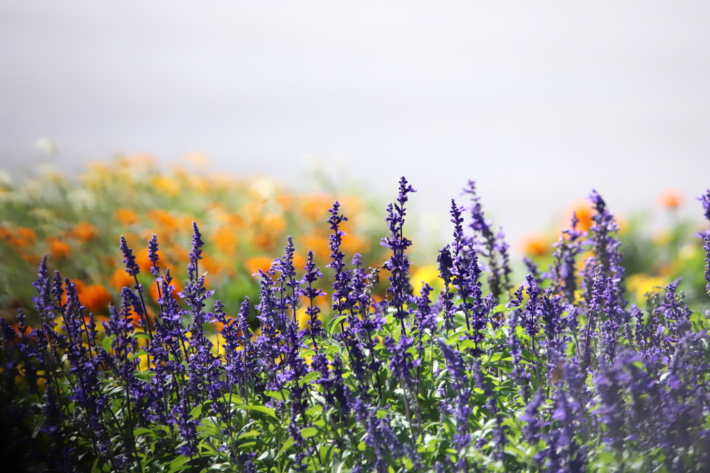 花壇の花