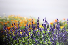 花壇の花